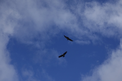 Big condors in the sky