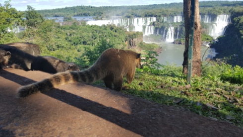 Coati in Iguazu
