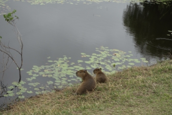 Pantanal - Capybaras