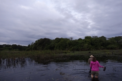 Morning walk through the Pantanal swamps