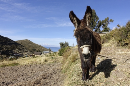 Donkey at Isla del Sol
