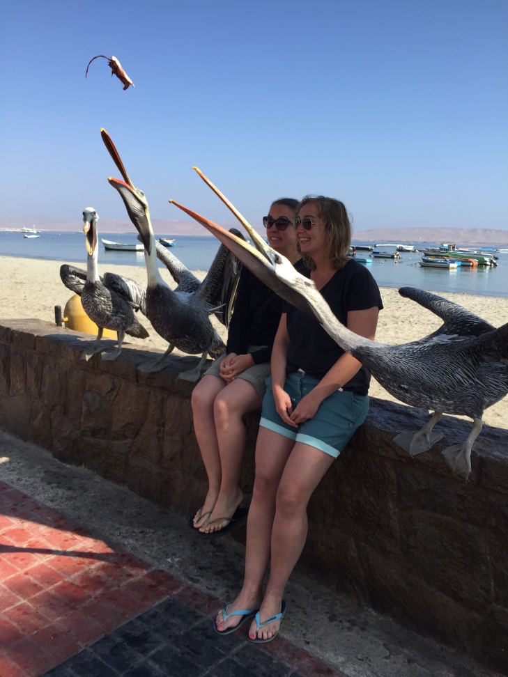 Pelicans in Paracas