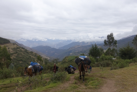 Mules carrying part of our stuff