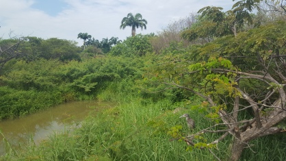 Walked into the jungle on Isla Santay from Guayaquil