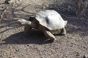Saddleback tortoise on Isla San Cristobal
