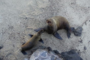 Sealion and her baby