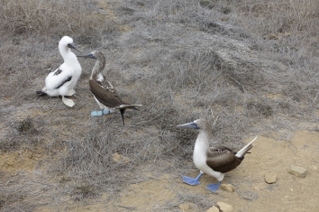 Family of blue footed boobies