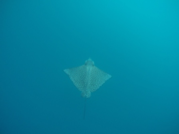 Eagle ray during first snorkel