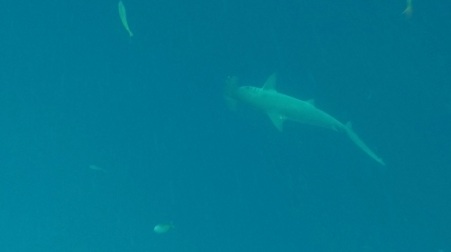 Hammerhead shark at Kicker Rock