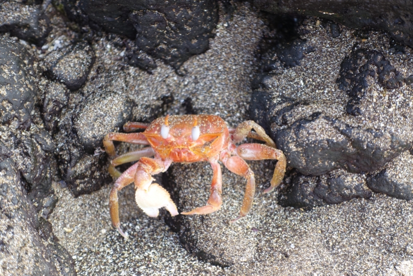 Crab friend