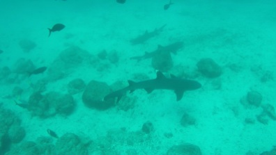 White and Black tipped reef sharks - diving at Seymour