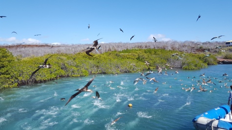 Diving blue footed boobies in Baltra