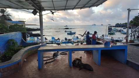 Sealions and pelicans waiting for a snack on the fish market in Puerto Ayora
