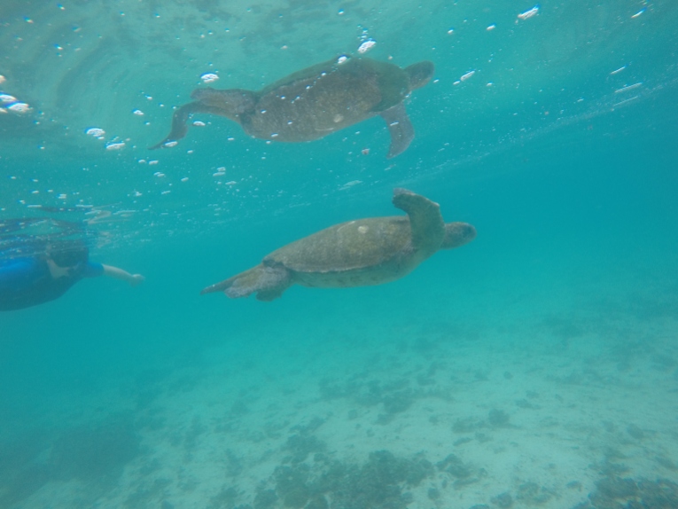 Viv swimming with sea turtle
