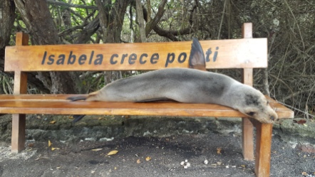 Sealions rule the world on Galapagos