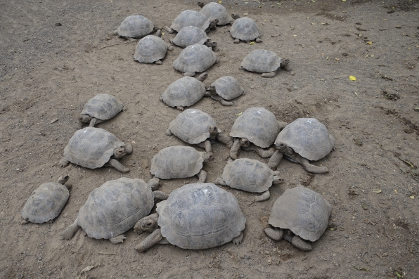 More tortoises in breeding centre on Isla Isabela