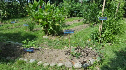 Viv made signs for the vegetable garden