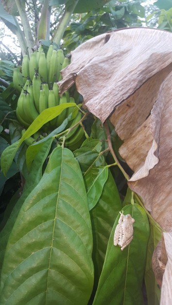 Frog in a banana tree
