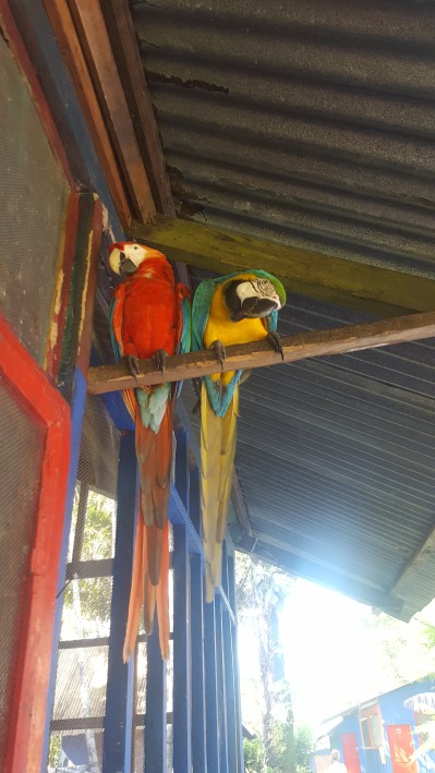 Macaws always around at this hostel
