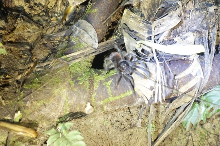 Tarantula spider, saw lots of them