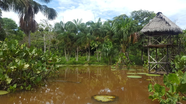 Spotting caimans and massive Victoria Regia water lilies